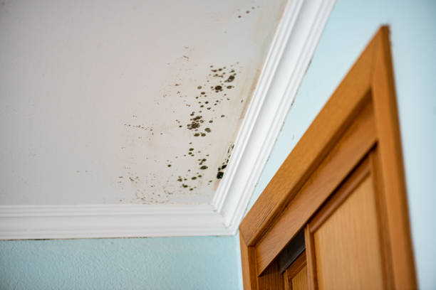 Best Attic Mold Removal  in Hillsborough, NJ