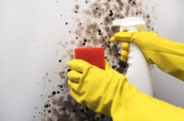 Best Mold Testing  in Hillsborough, NJ