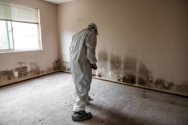 Best Affordable Mold Removal  in Hillsborough, NJ