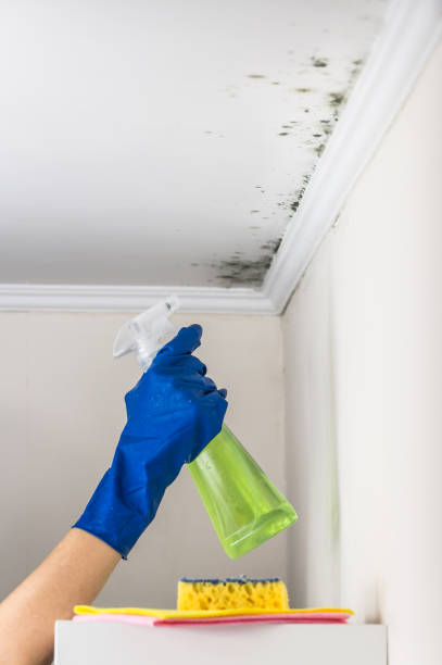 Best Black Mold Removal  in Hillsborough, NJ