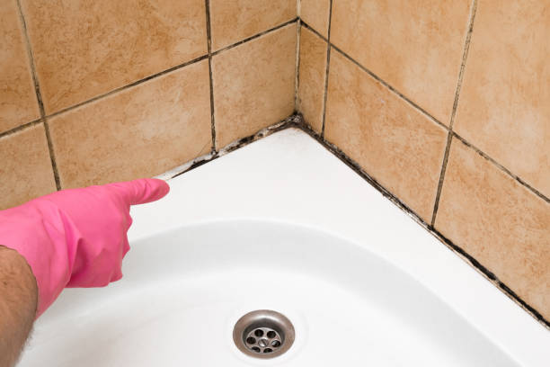 Best Mold Remediation Services  in Hillsborough, NJ